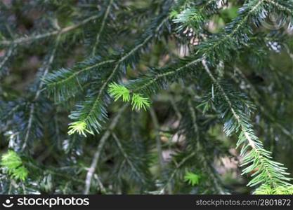New green pins of the fir branch