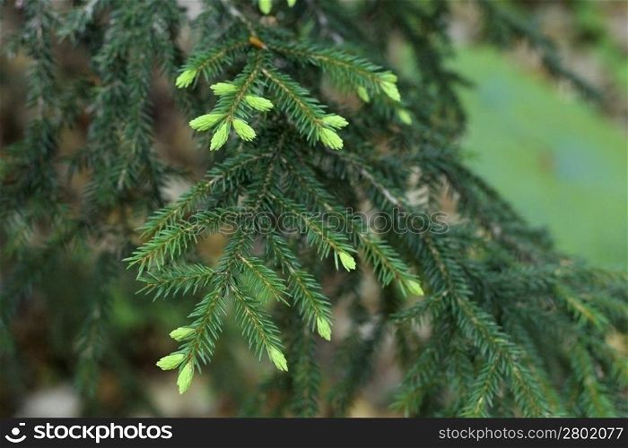 New green pins of the fir branch