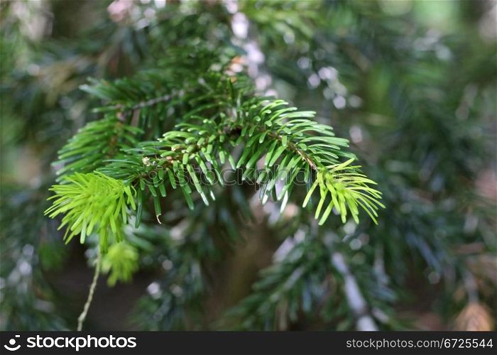 New green pins on the fir branches