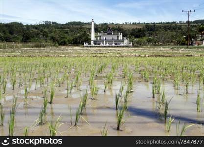 New green rice on the field and batak grave in Samosir island, Indonesia