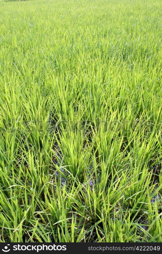 New green rice on the field, Sumatra, Indonesia