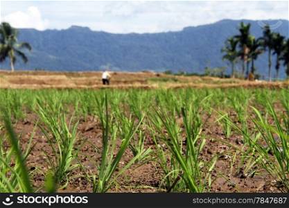 New green rice plants and worker on the field in Indonesia