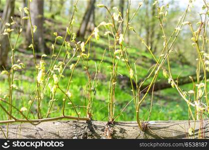 New green spring branches from tree in forest. New green spring branches
