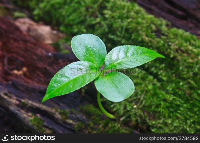 New green sprout growing from dead log in forest
