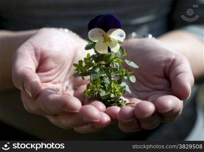 new growing flower in hand in springtime