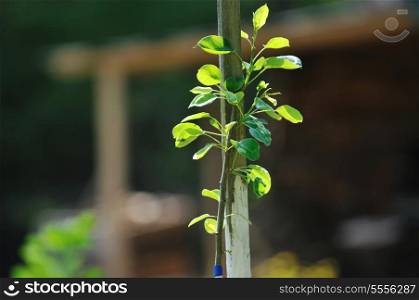 new growth concept witn young tree outdoor in nature