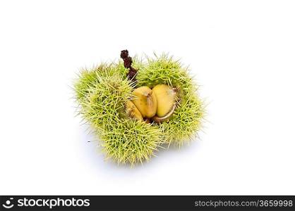 New growth conker horse chestnut macro with excellent detail isolated on white