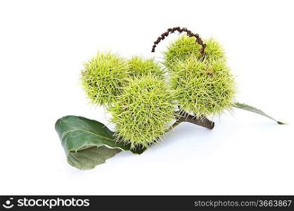 New growth conker horse chestnut macro with excellent detail isolated on white