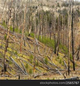 New growth in forest that was previously destroyed by fire.