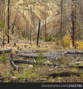 New growth in forest that was previously destroyed by fire.