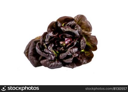 New harvest Butterhead Red on an isolated white background