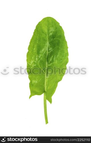 New harvest green sorrel on an isolated white background