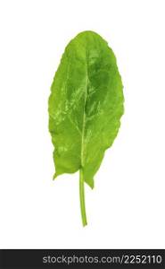 New harvest green sorrel on an isolated white background