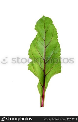 New harvest Red Veined Beet Leaves on an isolated white background