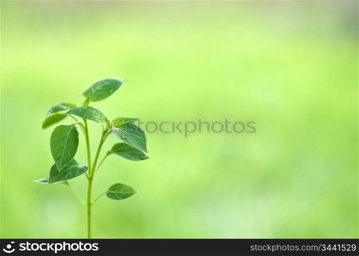 New life against spring green natural background. Ecology concept