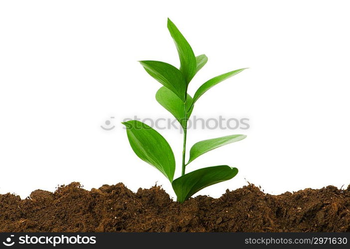 New life concept - green seedling growing out of soil