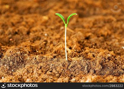 New life concept - green seedling growing out of soil