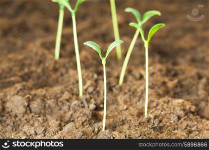 New life concept - green seedling growing out of soil