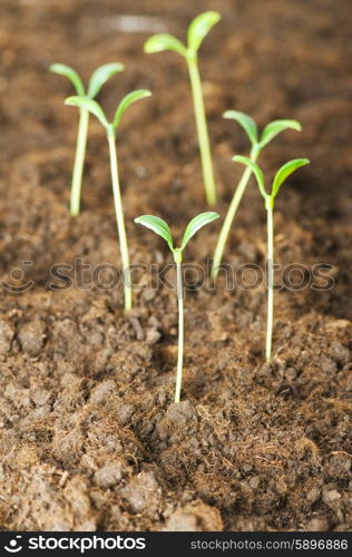 New life concept - green seedling growing out of soil