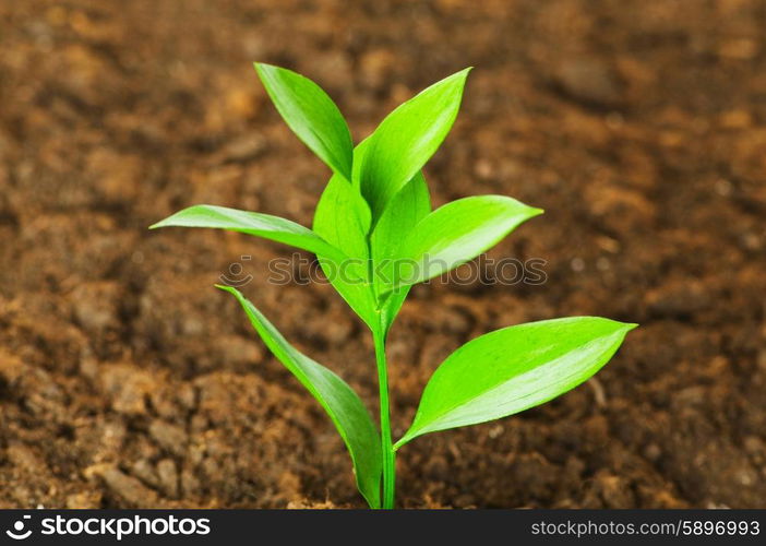 New life concept - green seedling growing out of soil