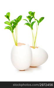 New life concept with seedling and egg on white