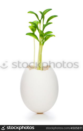 New life concept with seedling and egg on white