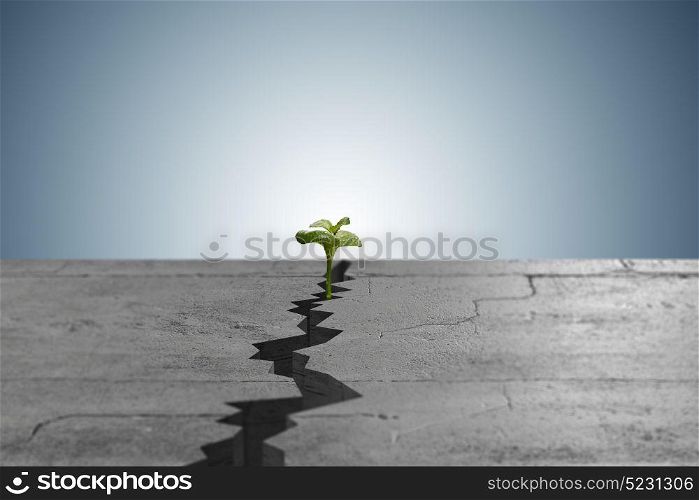 New life concept with sprout growing through crack