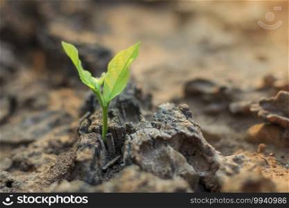 New life of trees by germination of seedlings on stumps.