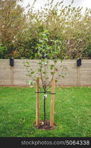 New planted apple tree in a garden in the fall