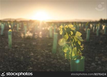New planted vineyards at sunset. Sun rays.