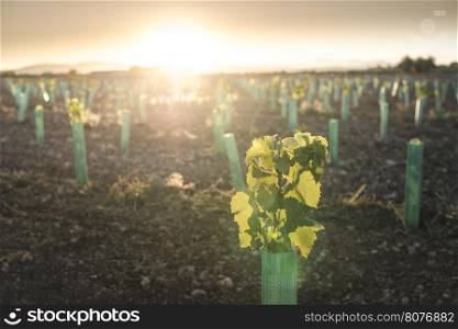 New planted vineyards at sunset. Sun rays.
