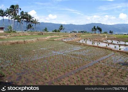 New plants on the rice field with water in Indonesia