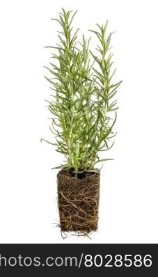 new rosemary plant with roots taken out of the pot for planting, isolated on white