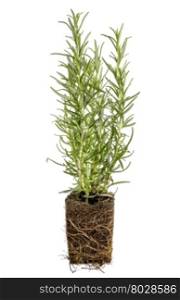 new rosemary plant with roots taken out of the pot for planting, isolated on white