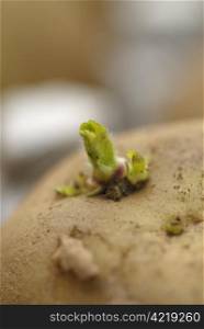 New shoot on a seed potatoe (Chitting). Focus on sprout.