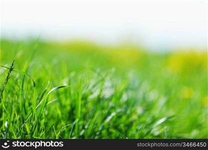 new spring green grass for design