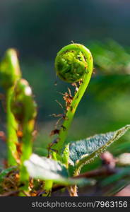 New twisted into a spiral fern sprout closeup