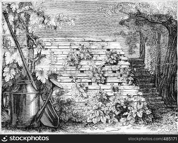 New way to grow strawberries, vintage engraved illustration. Magasin Pittoresque 1836.