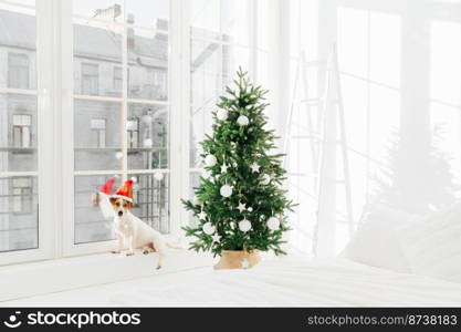 New Year decorated interior bedroom with white bed and jack russell terirer dog posing near big window, wears Santa Claus hat. Festive holiday day