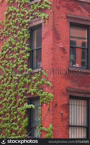 New York City - A Red Building with Growing Vines