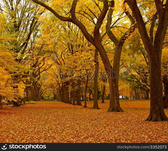 New York City Central Park alley in the Fall.