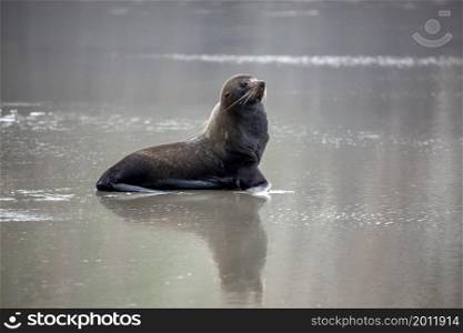 New Zealand Fur Seal (Arctocephalus forsteri) on the beach