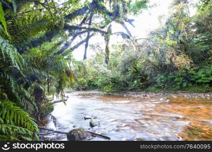 New Zealand River in jungle, beautiful mountains landscapes