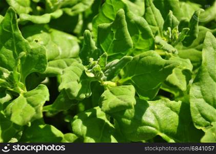 New Zealand spinach (Tetragonia tetragonioides)