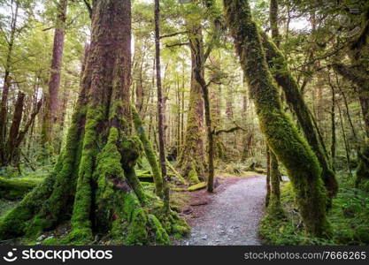 New Zealand tropical jungle forest. Green natural background