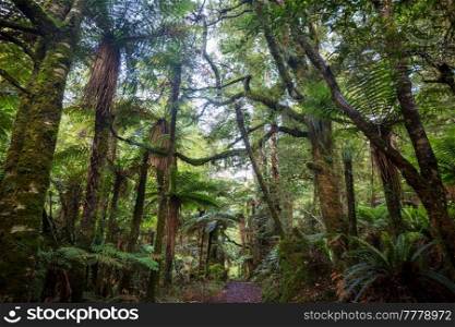 New Zealand tropical jungle forest. Green natural background
