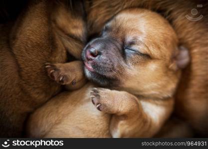 Newborn brown puppy close-up over fur. Newborn brown puppy close-up