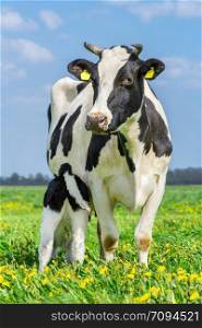 Newborn calf drinks milk from mother cow in dutch pasture