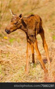 newborn calf moose stands on shaky legs