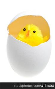 Newborn chicken in shell of egg
